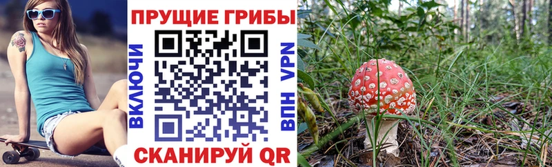 Галлюциногенные грибы Psilocybe  Каргополь 